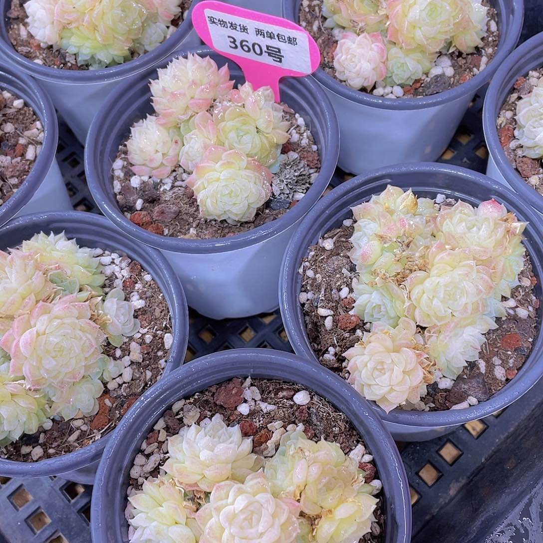 360号 花朵麦秆多头群一颗 散