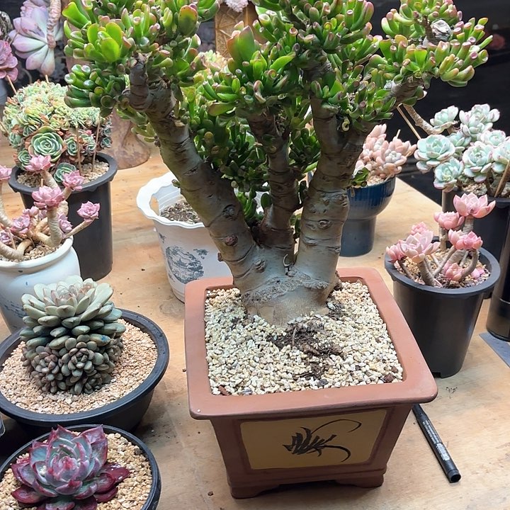 多肉植物，吸财树