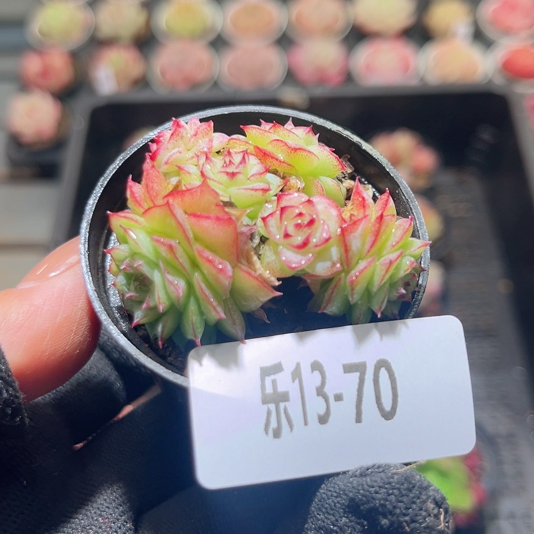 乐13-70 女王群不包整