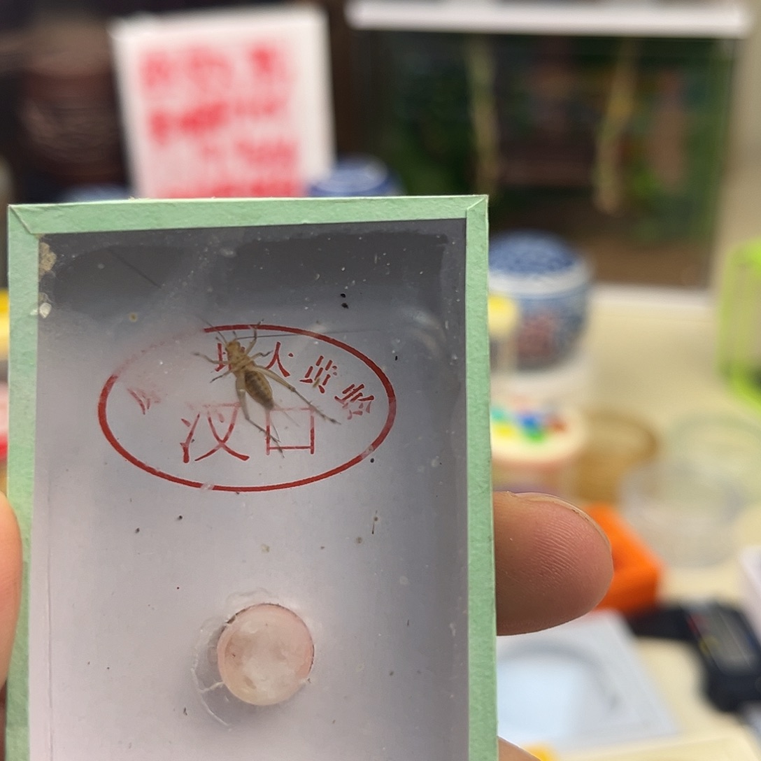 ༄***༅一条中长须大黄蛉