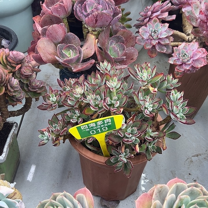 大***雪红兔多肉植物等植物019