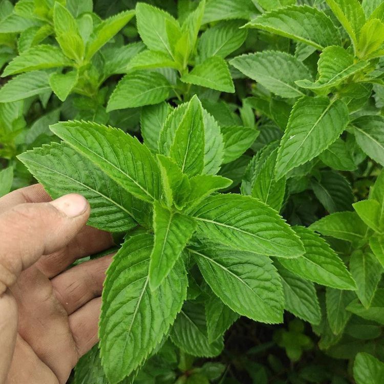 正宗中华土薄荷银丹草药材盆栽可食用驱蚊清凉野薄荷室内阳台四季