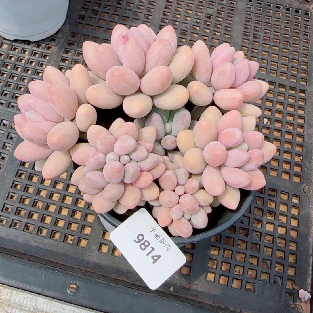粉恋，9814多肉植物