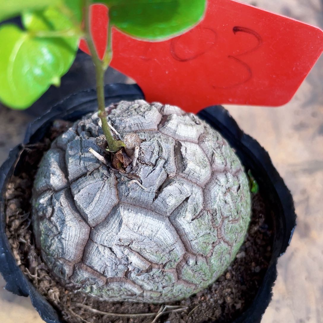 盆栽，龟甲龙123456