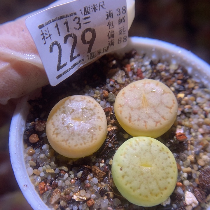 精品生石花113.229