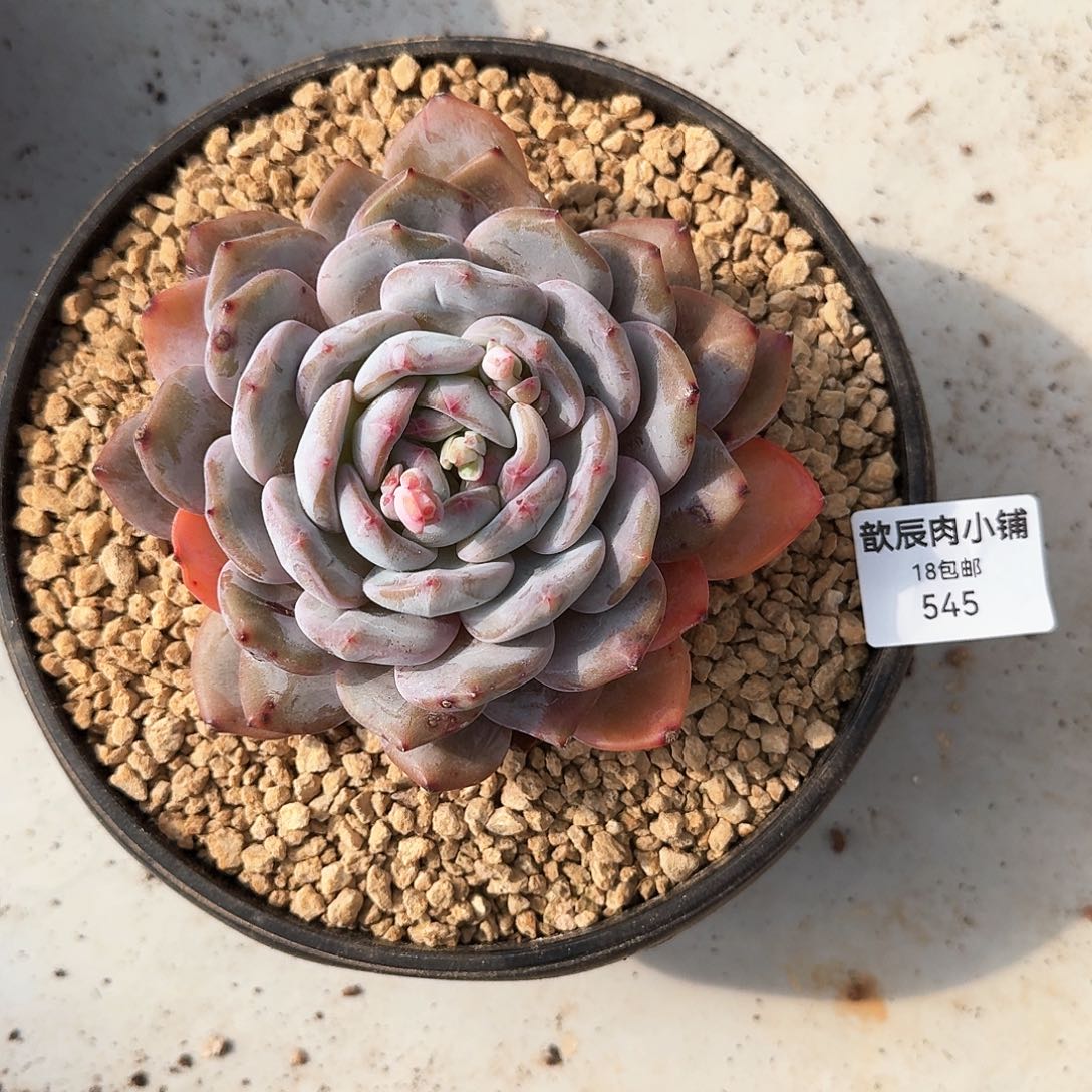 多肉植物石榴籽单头545