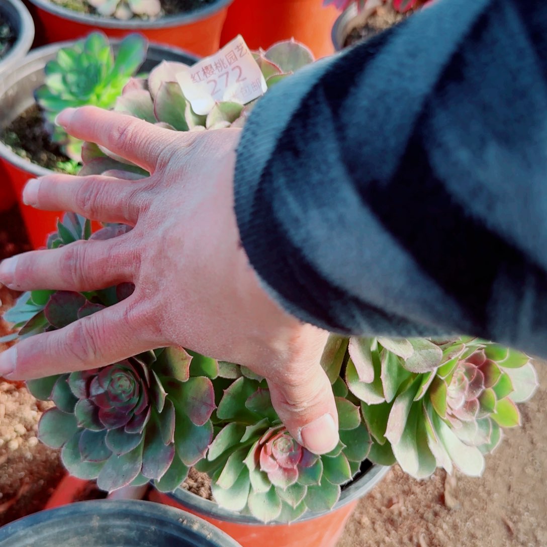 玫瑰法师多肉272