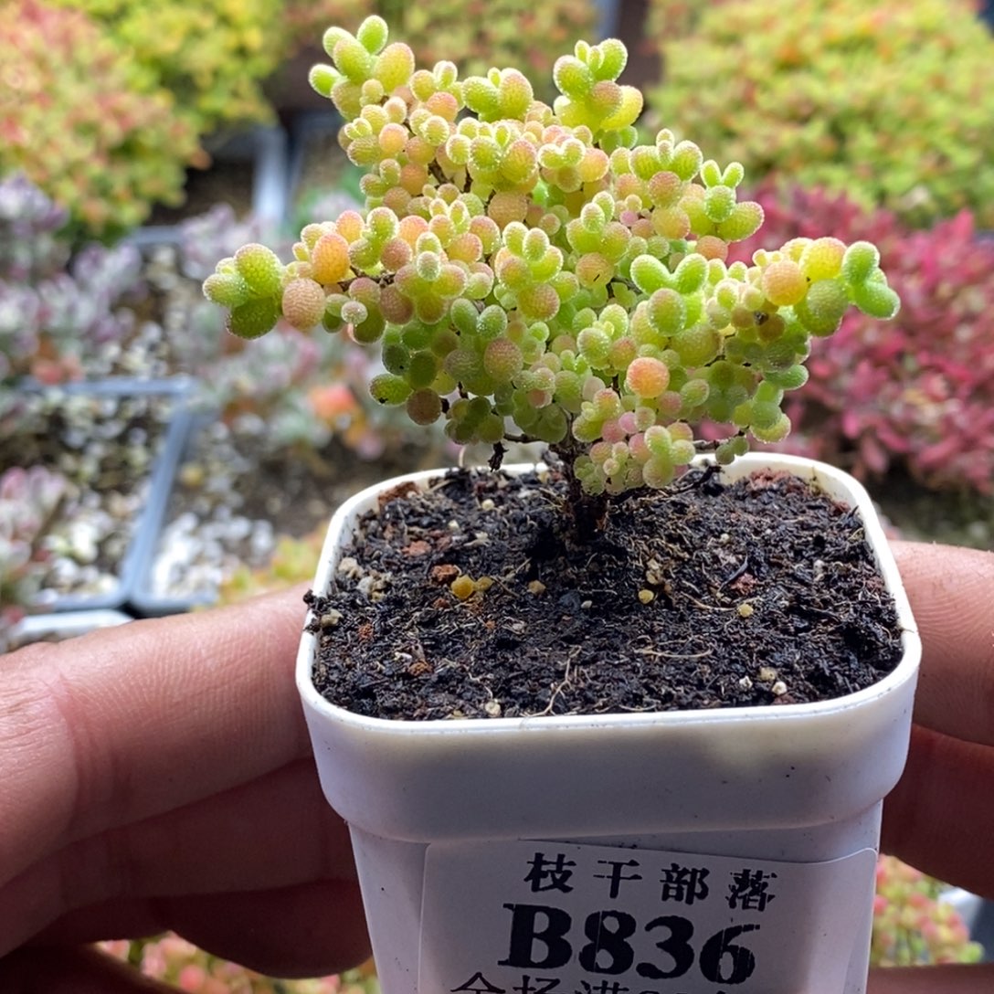 好***习蜜橘糖球836。          