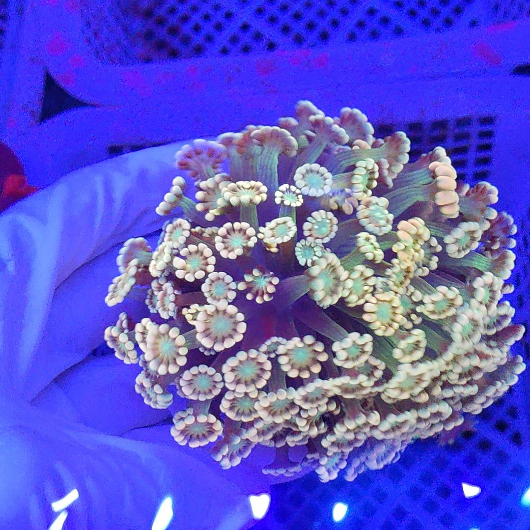 智海珊瑚不支持退货不包邮接受下单