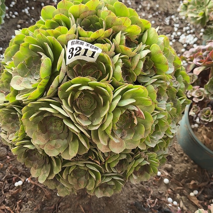 18-5法师万拉丝3211