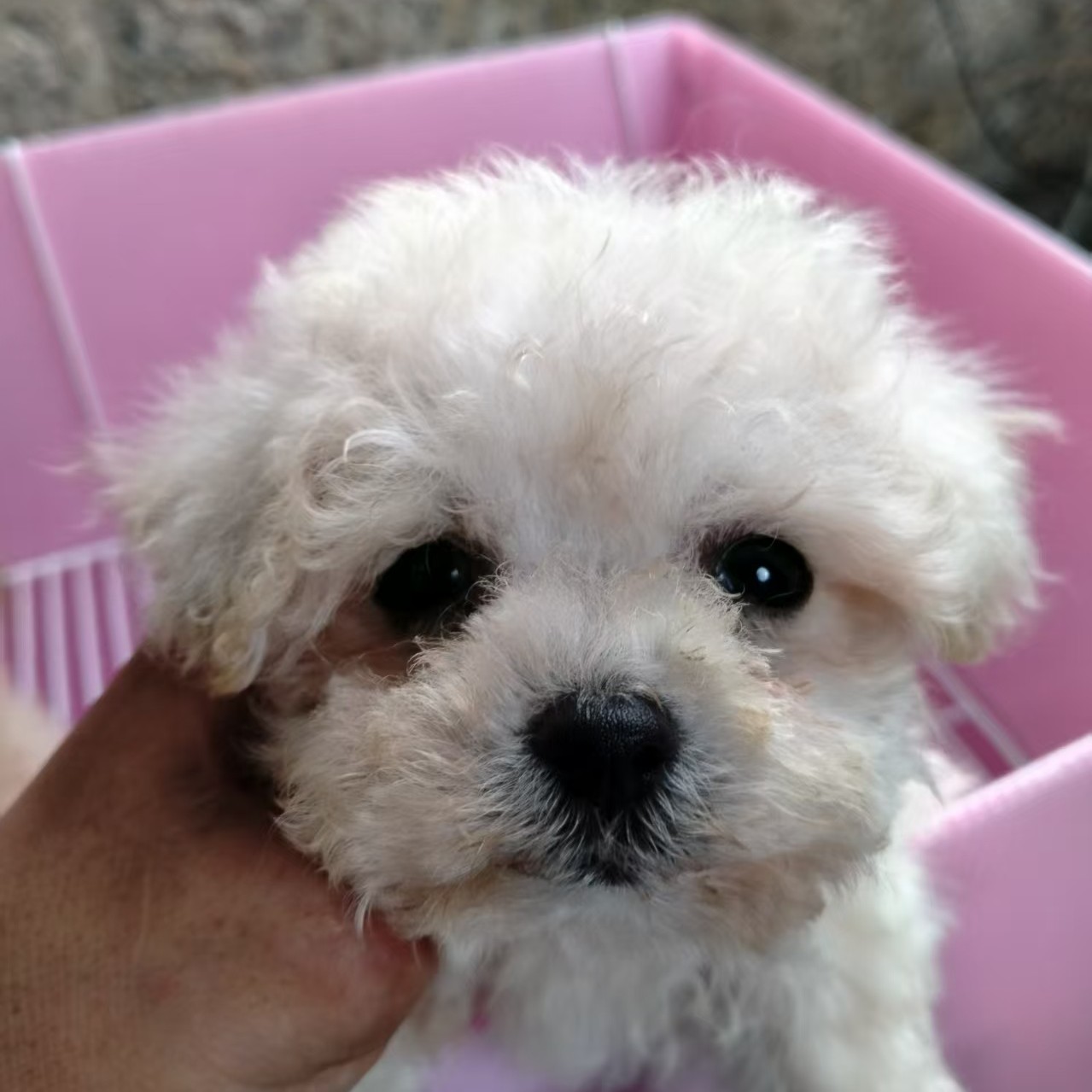 小型犬比熊泰迪熊雪纳瑞宠物狗