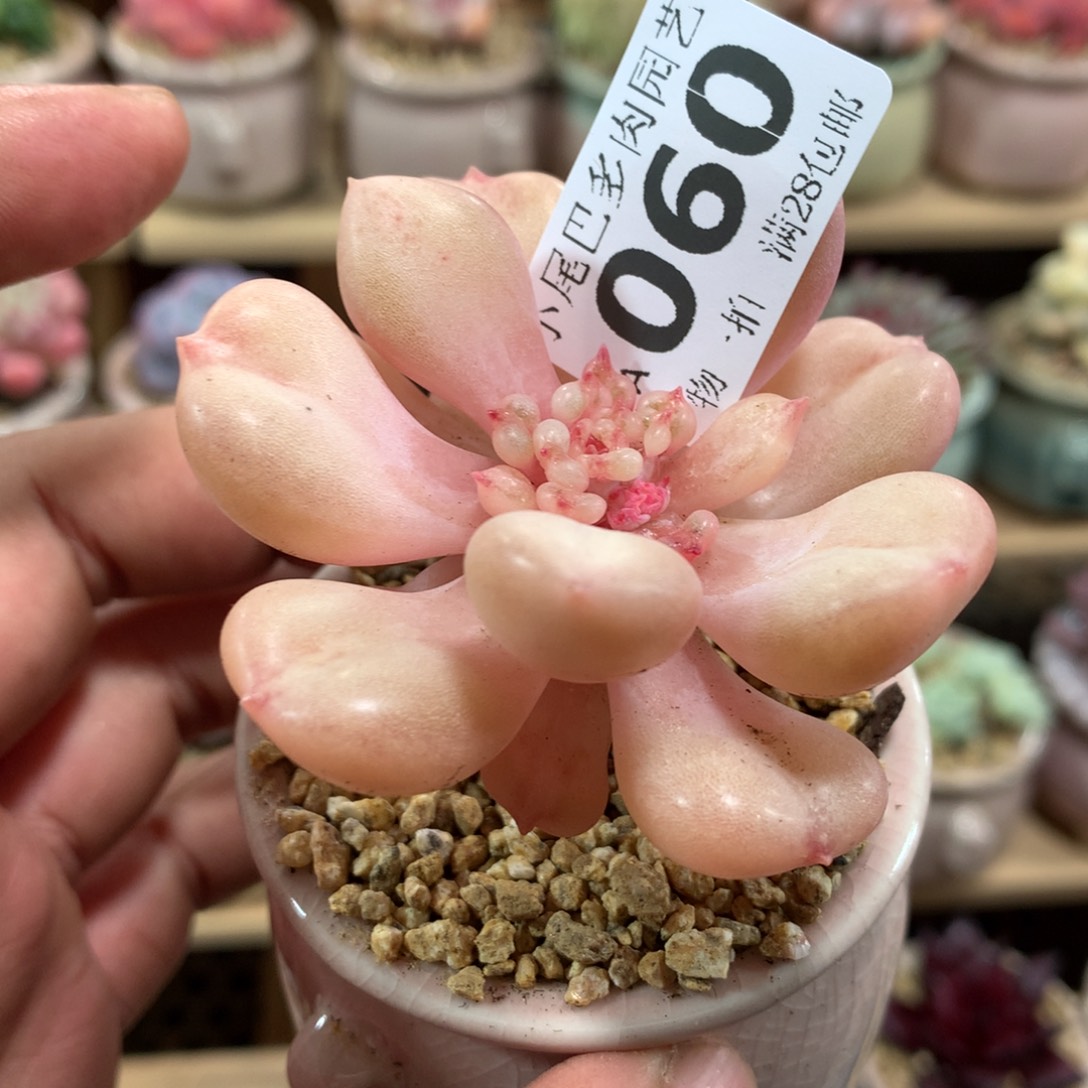 小尾巴多肉园艺迷你拇指盆栽A060