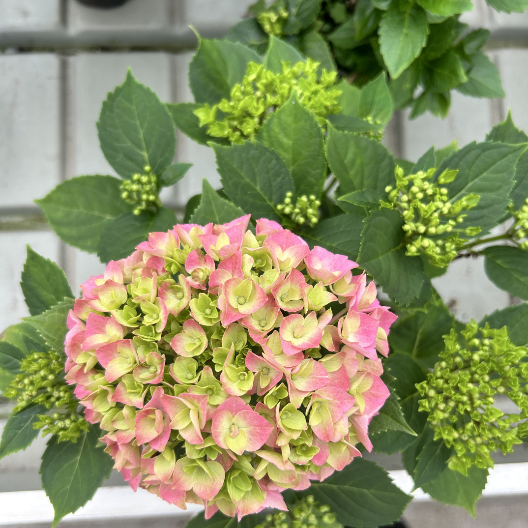 海澜绣球花苗老桩盆栽开花室内外好养易活