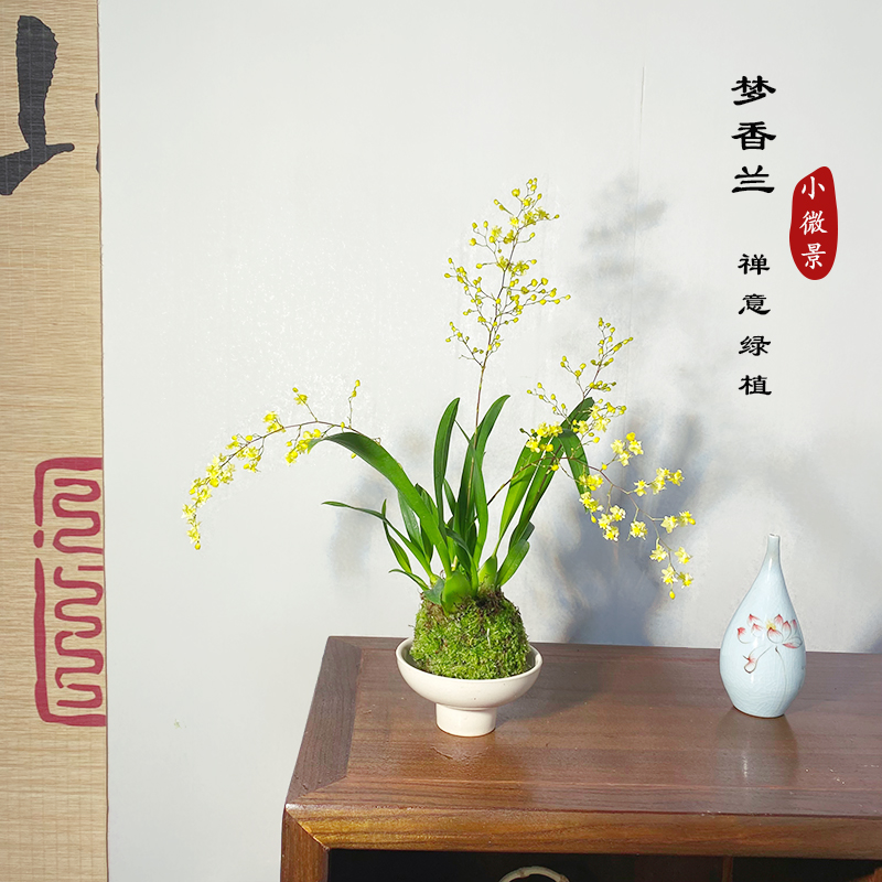 【宏展】金黄梦香兰苔藓球绿植（带花剑）浓香文心兰室内客厅