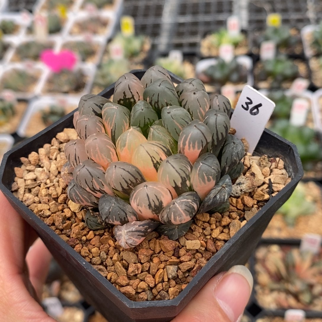 36玉露十二卷多肉