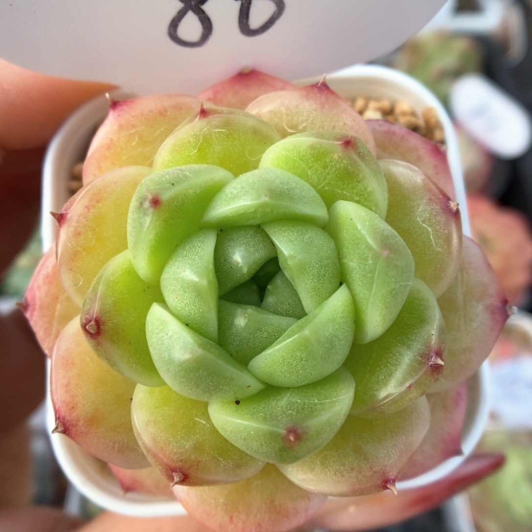 油透麦秆可拍86号