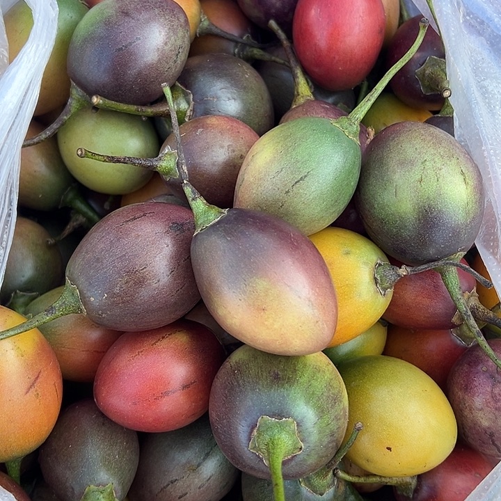 中国大陆云南生态树番茄五斤