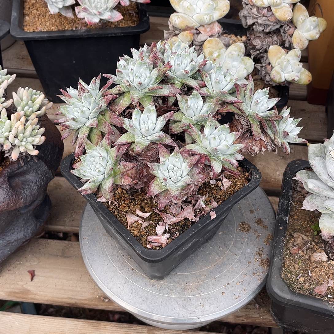 晨溪园艺仙女杯呀