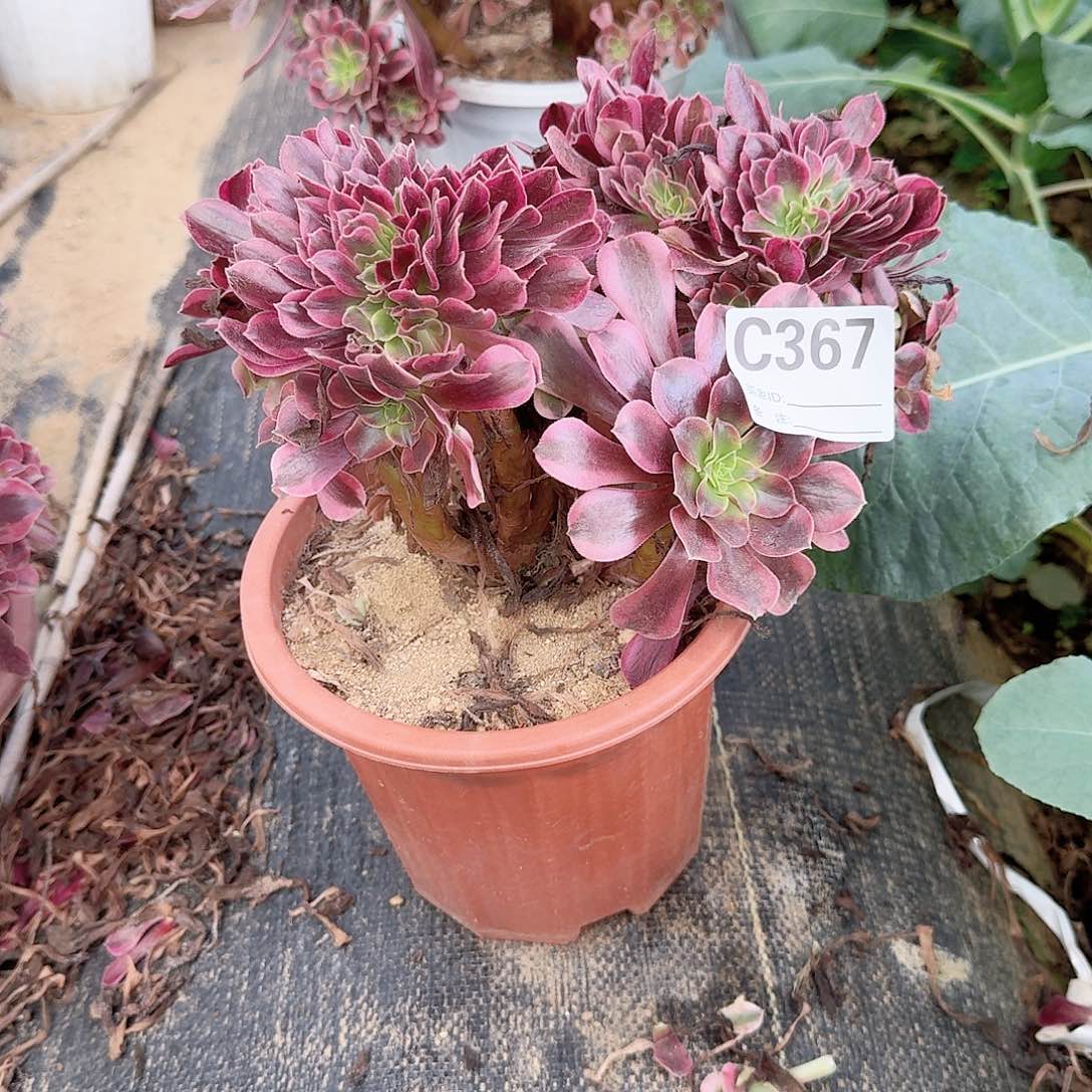 367美杜莎一颗满28包邮