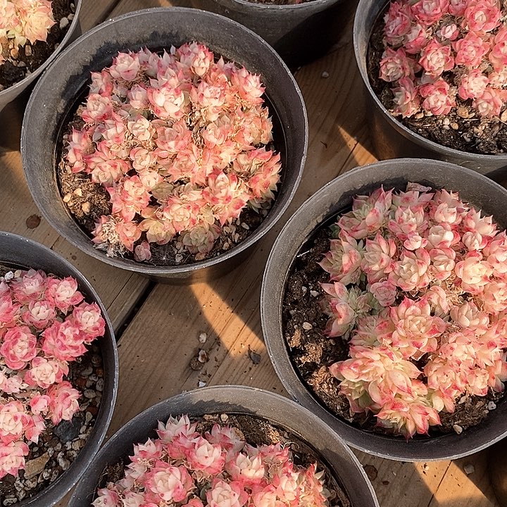 75绿油麦杆 不包整 福利多多