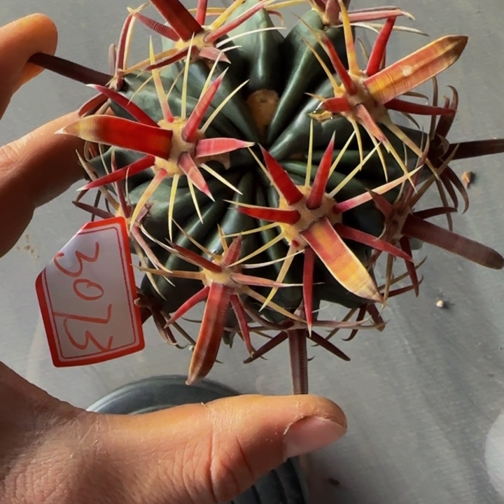 斜***13073宽刺丸叶日出大福利