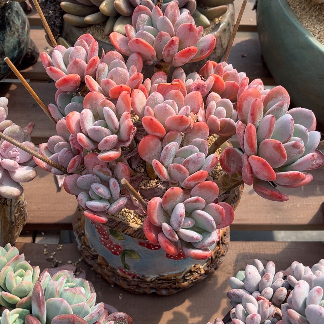 原叶灰姑娘脱土发货。。。