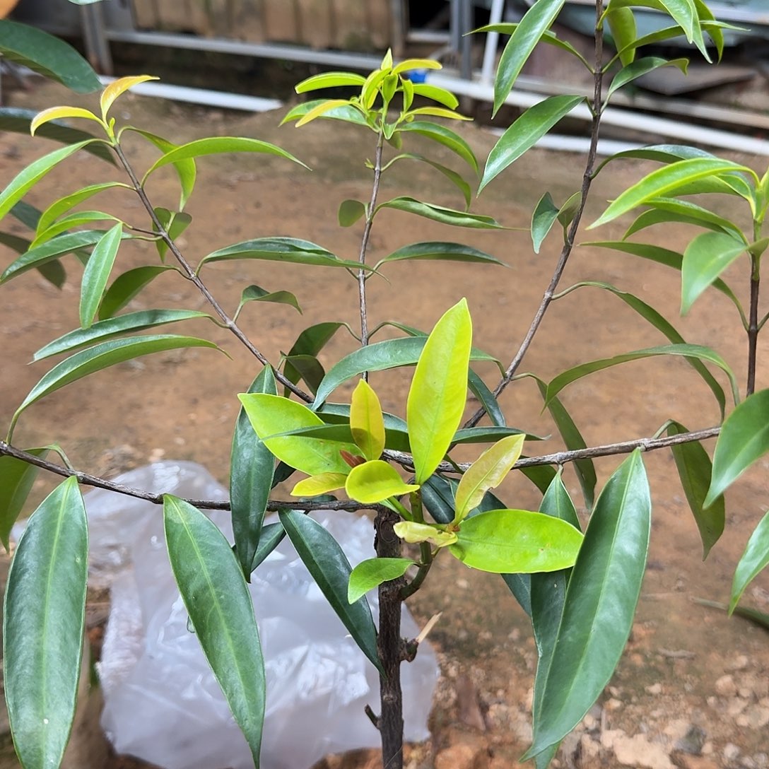 *****当前无花栽培后可以开花山竹