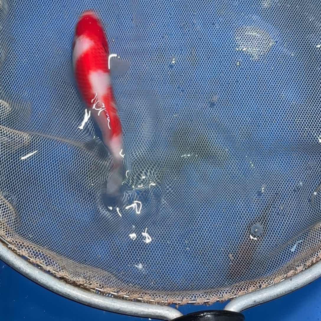 锦鲤锦鲤观赏鱼锦鲤
