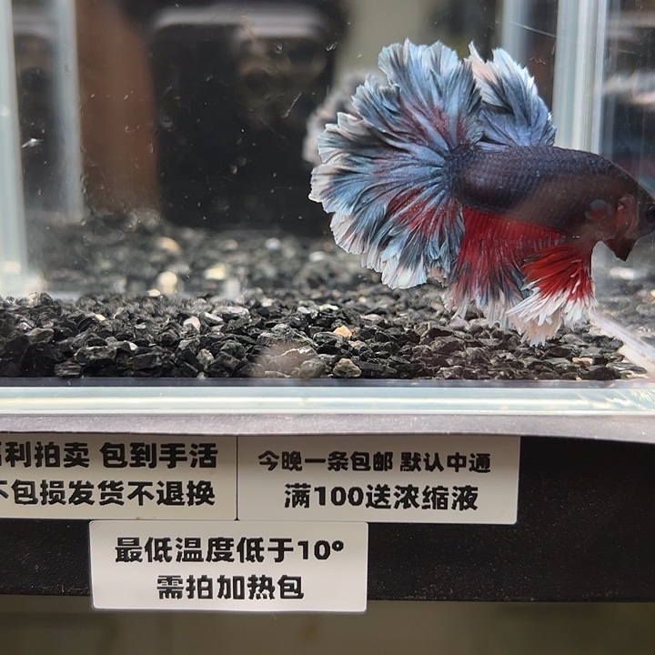 斗鱼98 竞拍跑单拉黑3号