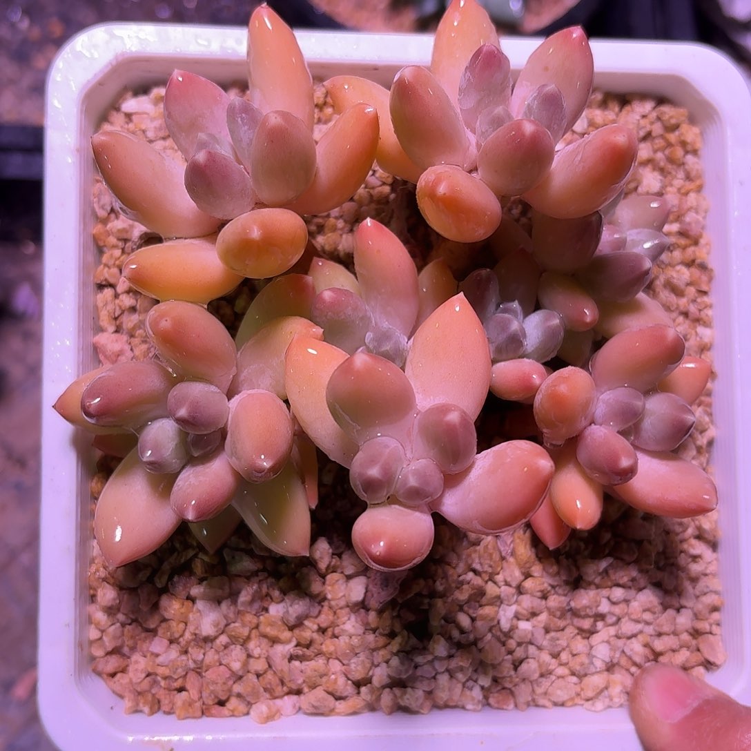 么***龙星空松果1234567890111