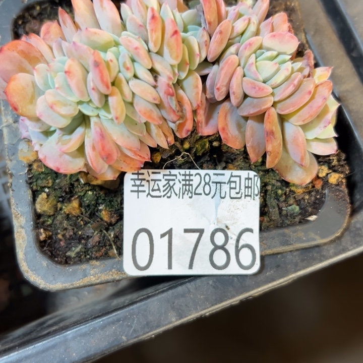 幸运儿的一个小秘密就是