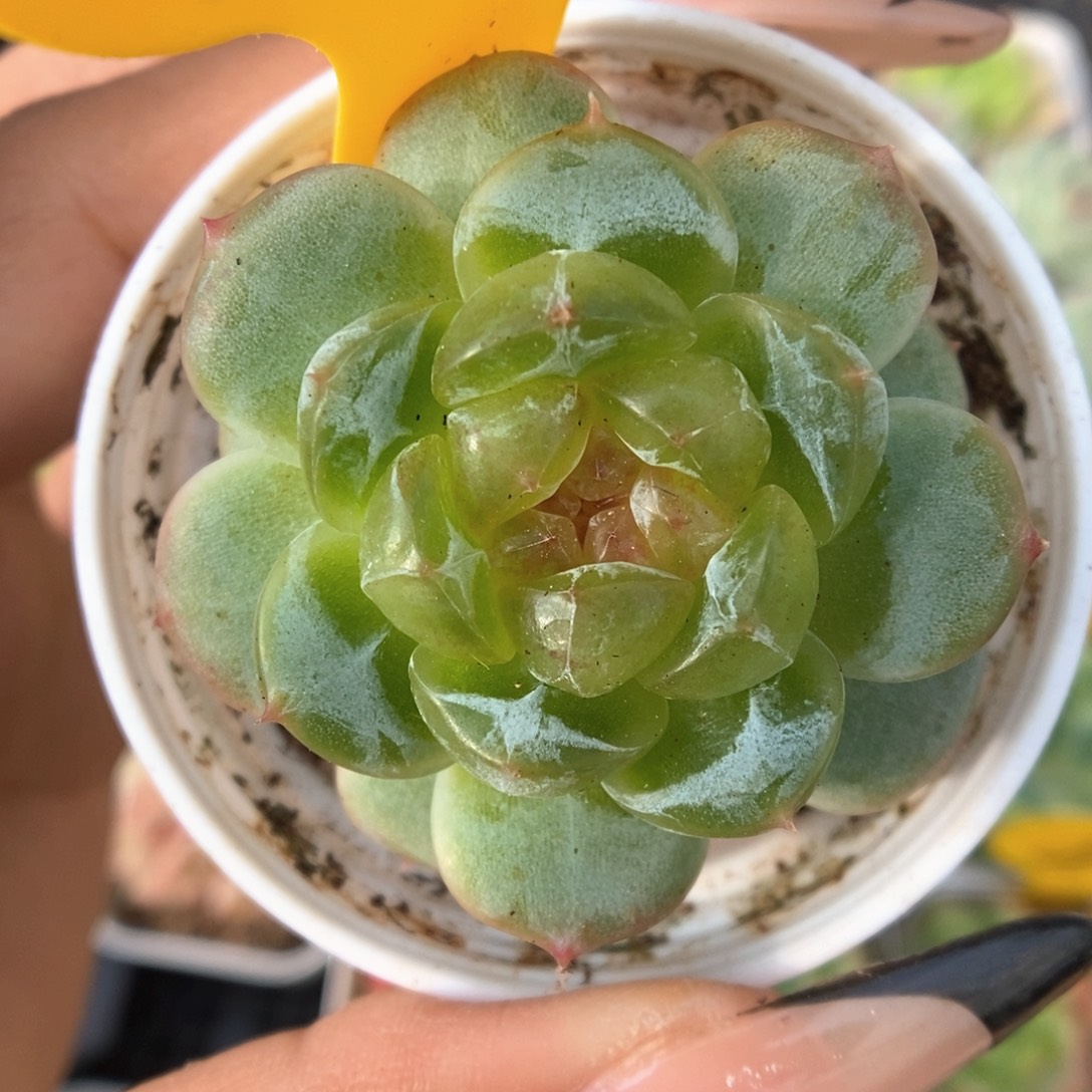 新品玻璃心珍妮752号