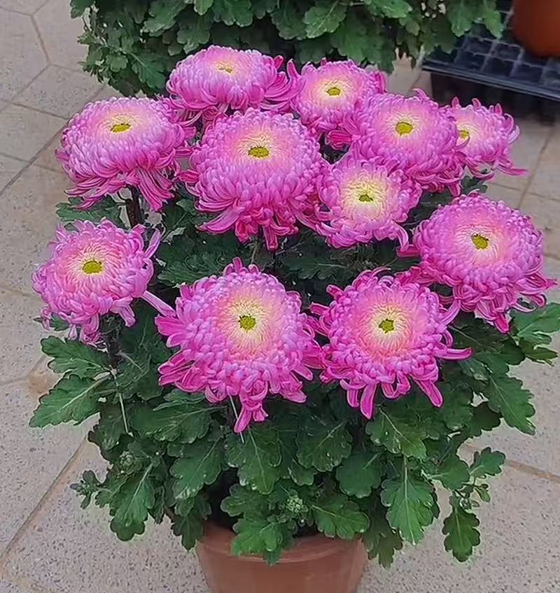 【花苞发货】[洹水映月]九月菊花苗大型花好养护简单耐寒耐旱