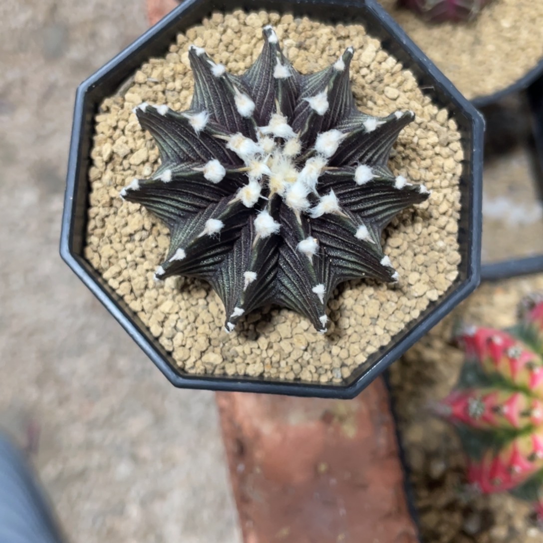 小***学当前无花朵，栽培后可花朵黑肋骨