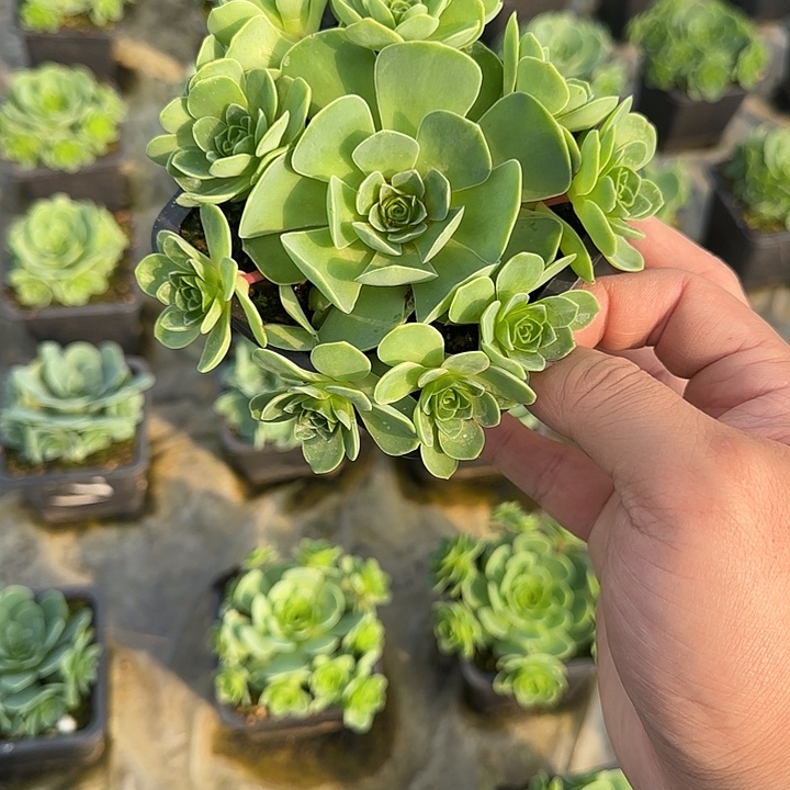 乄***㥐山地玫瑰一物一拍带盆发不包断侧芽