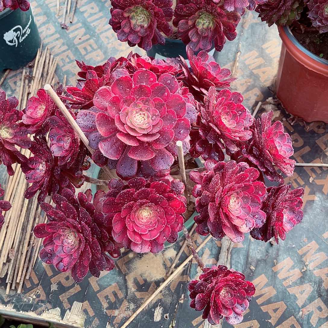 法师多肉植物豹纹