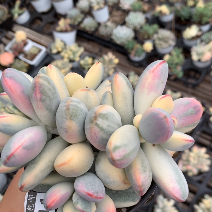 乒乓福娘锦多肉植物1111