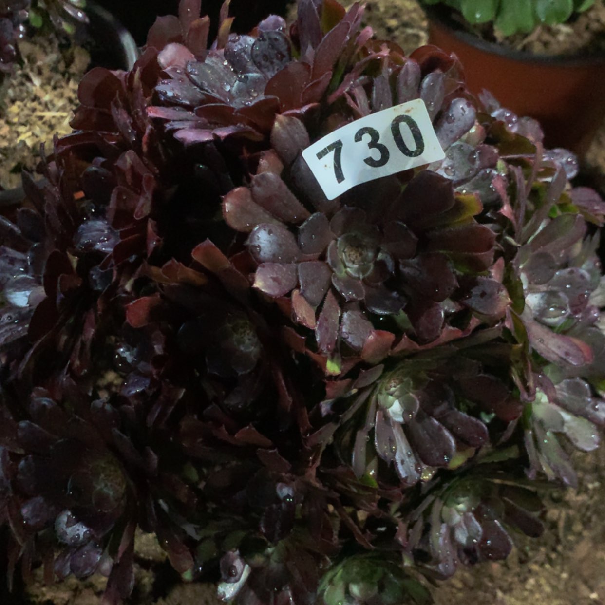 【闪购商品】730红铜壶多肉