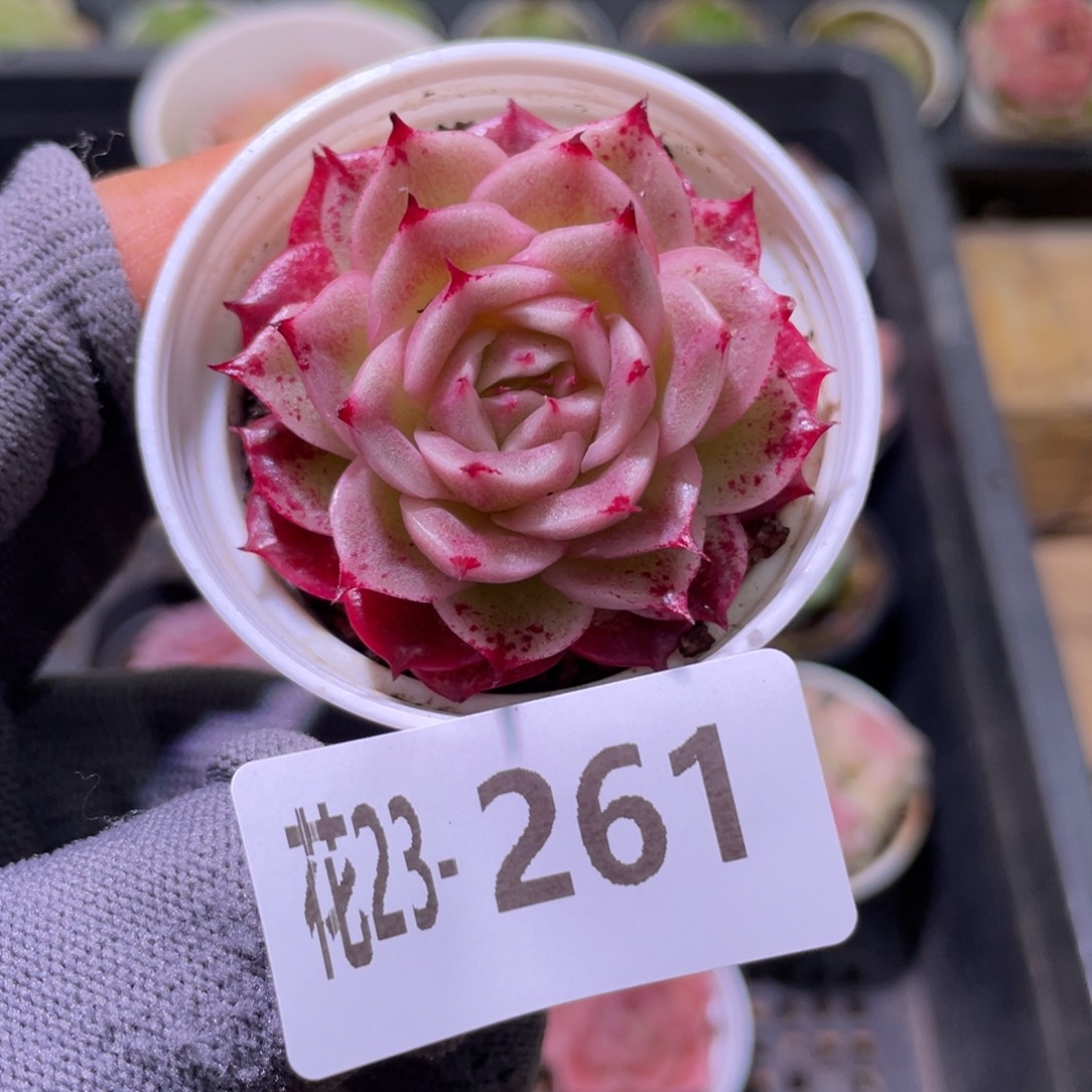 花利美23-261麦秆