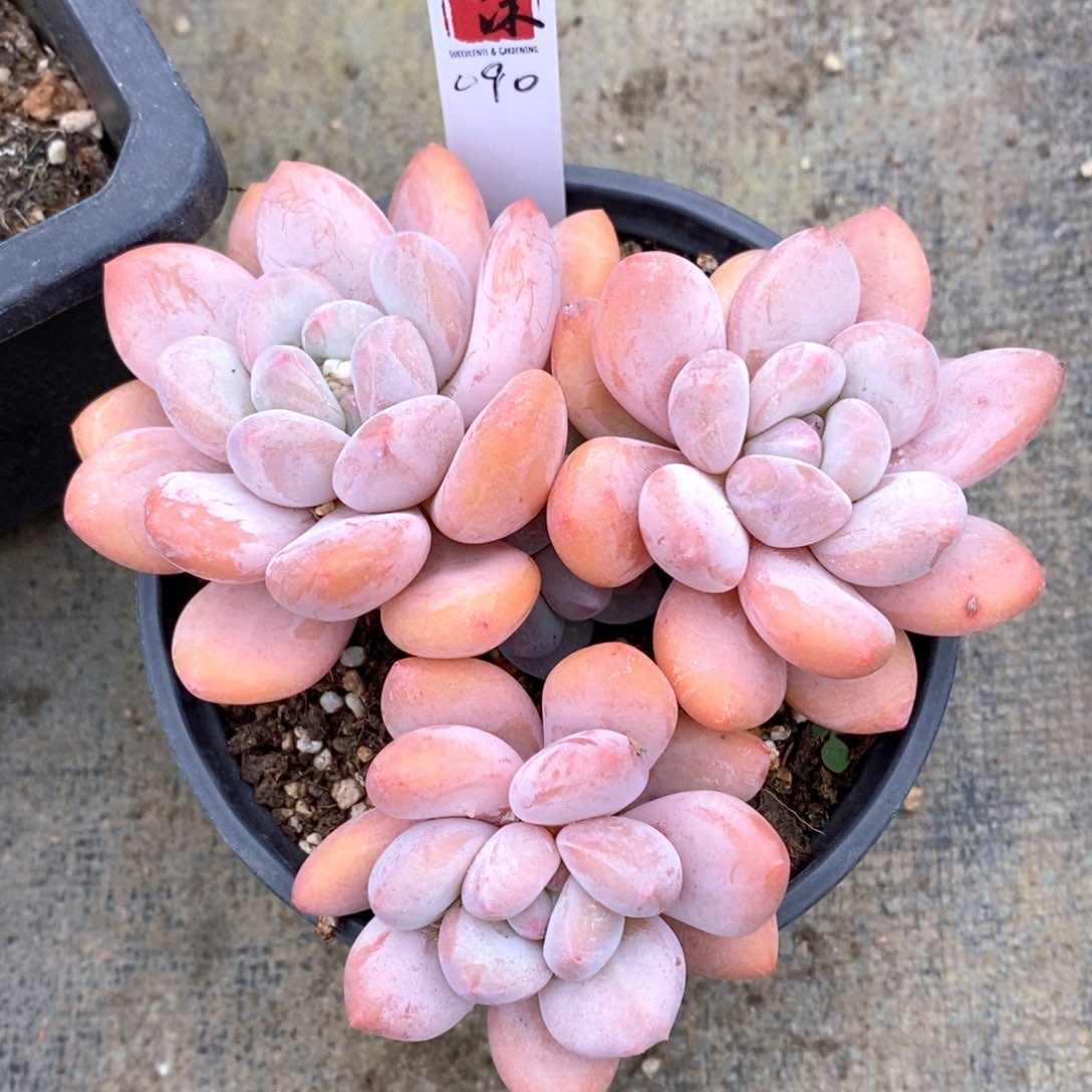 可问品种，下滑链接更多多肉选择自助下单-