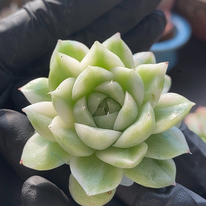麦秆锦6.5厘米多肉植物