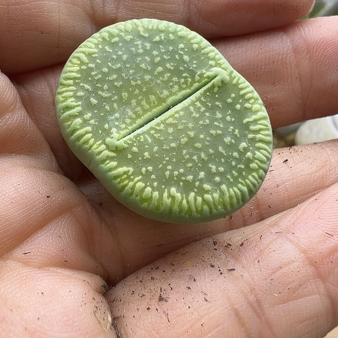 2400 生石花清货价格不作参考