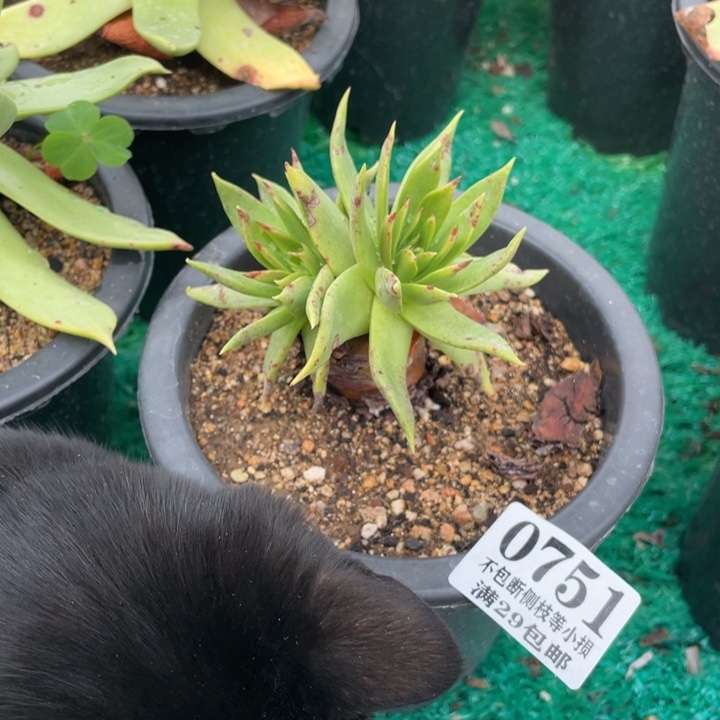 风***景751号坎戴多肉植物