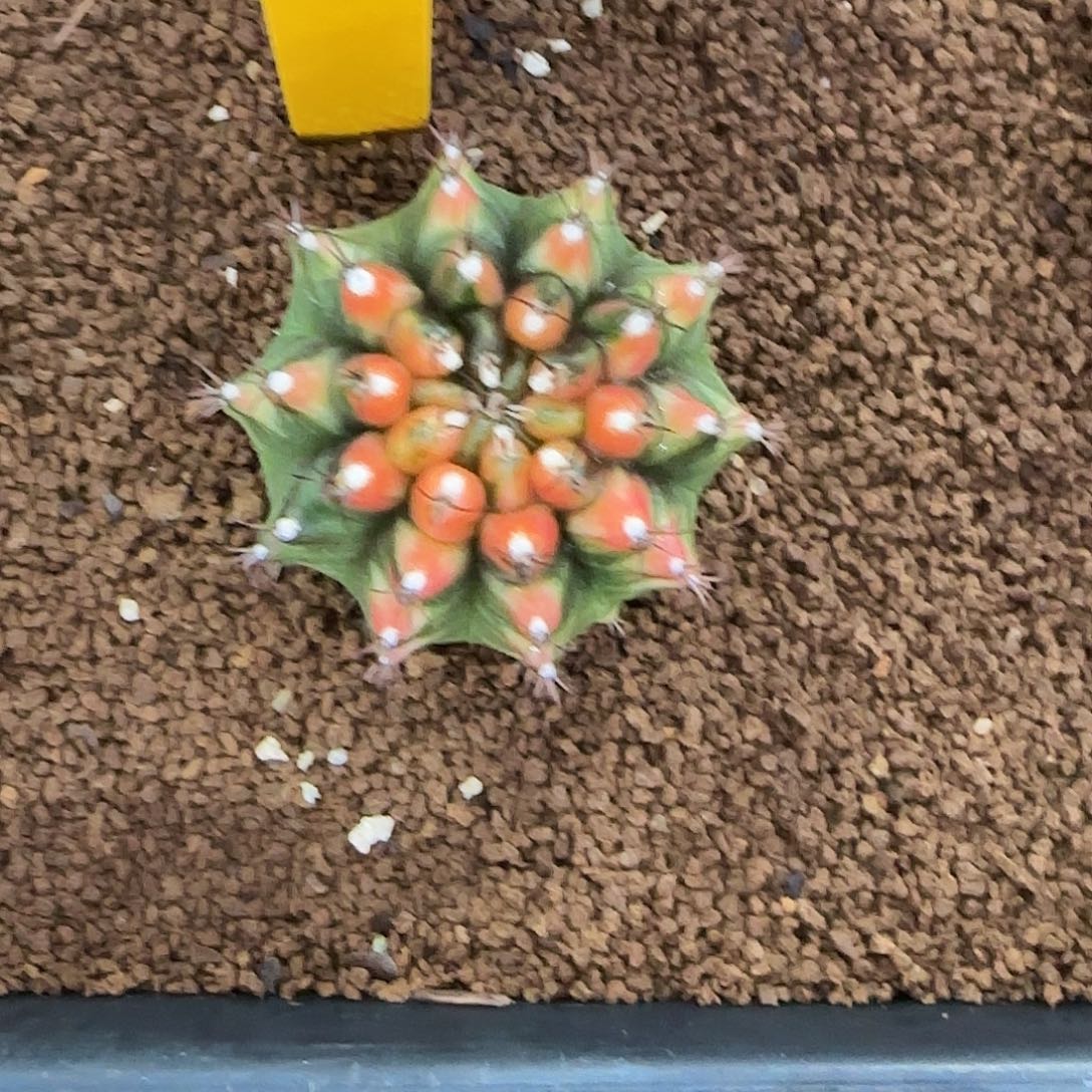 L585-1225泰国发货 安娜红龙