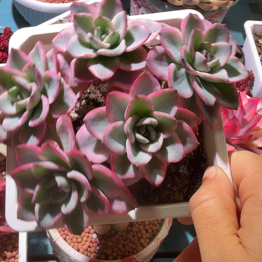 奶油黄桃锦，多肉植物