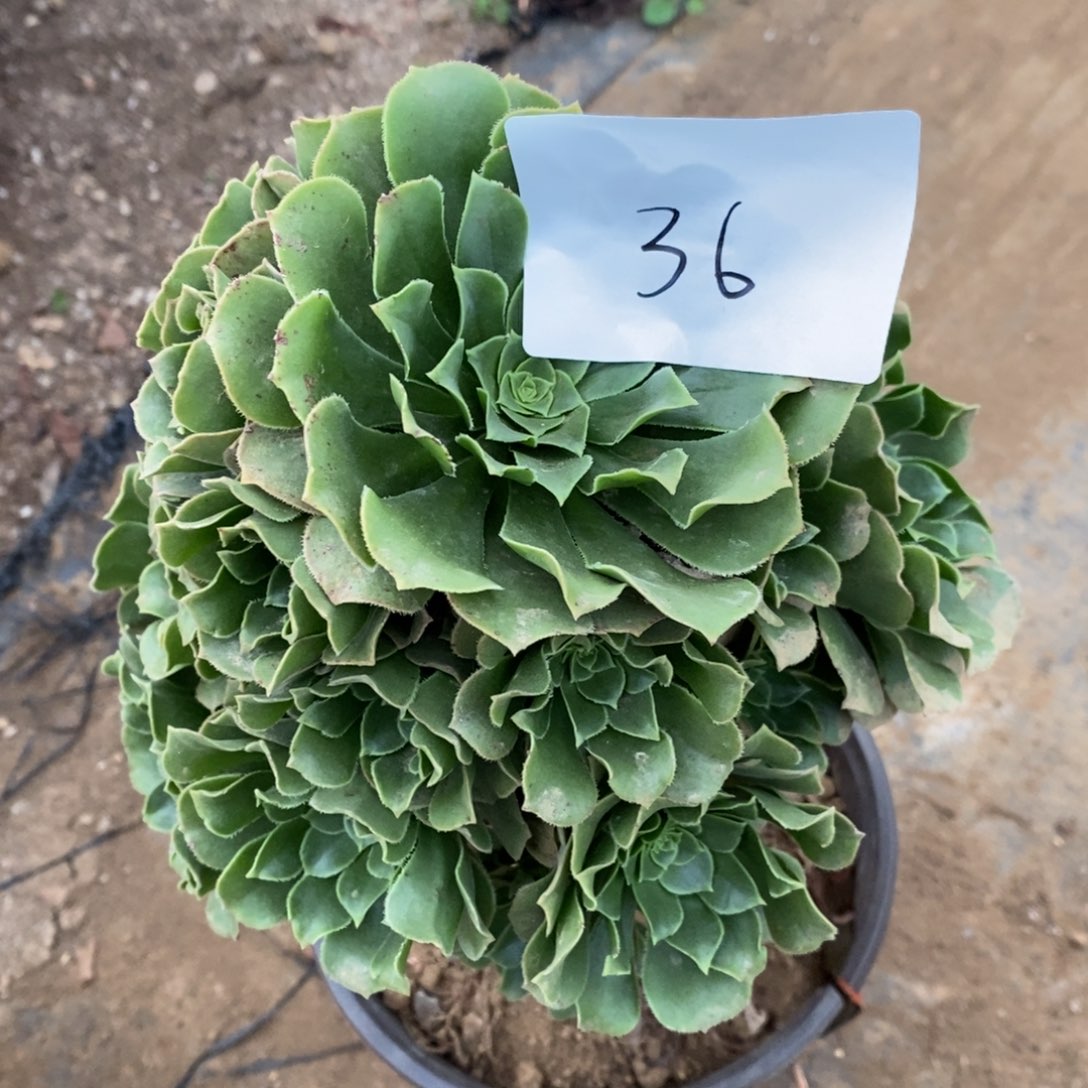 36绿羊绒多肉植物