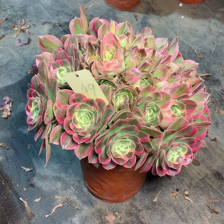 49白凤多肉一物一拍