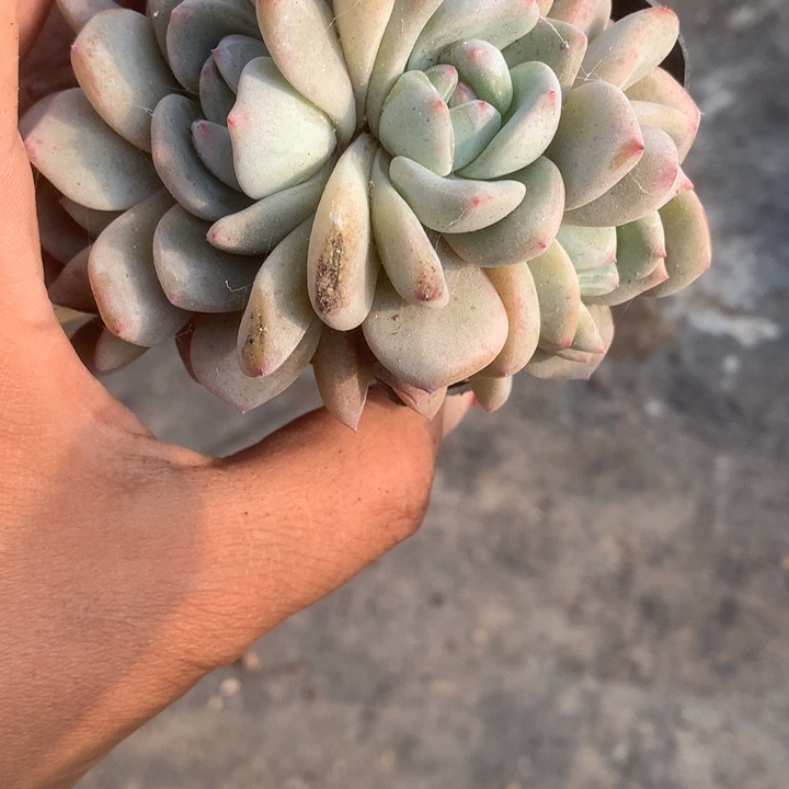 橙子四头。一物一拍。包邮