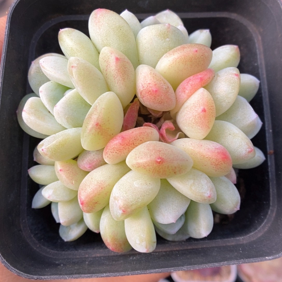 冰玉群生可拍375号。 