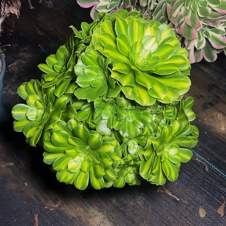 翡翠法师锦  的010